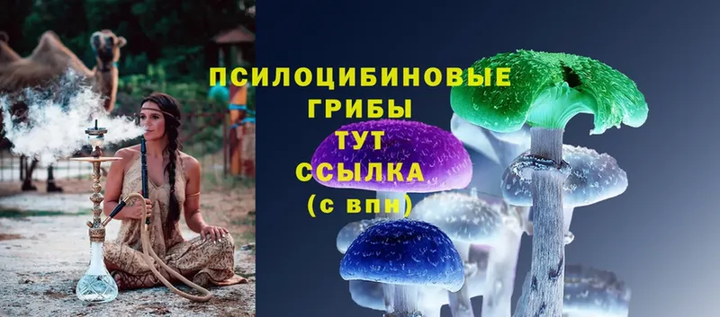 Псилоцибиновые грибы Cubensis  Красный Кут 